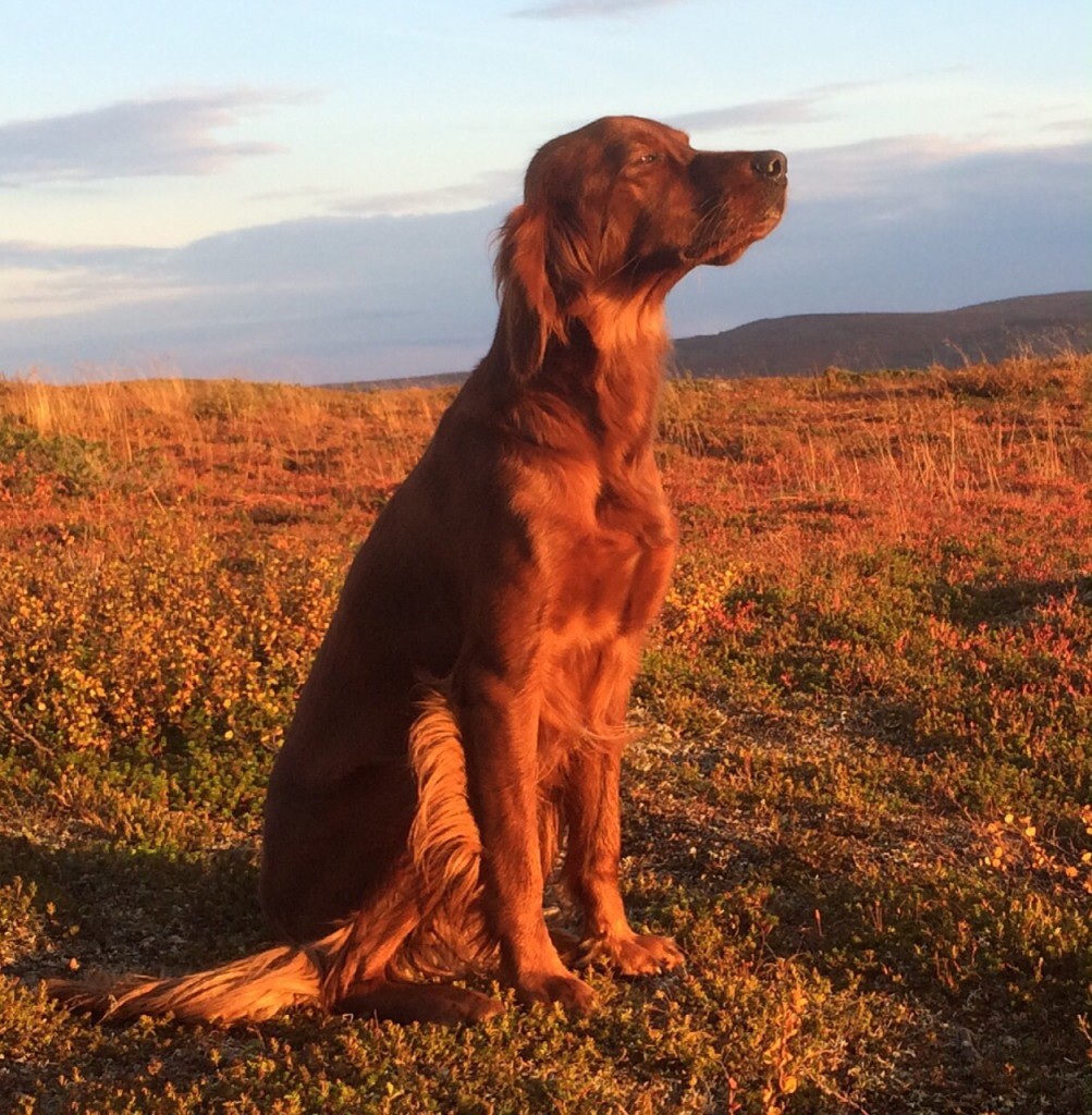 Norrlands Guidens Peak A Doll foto