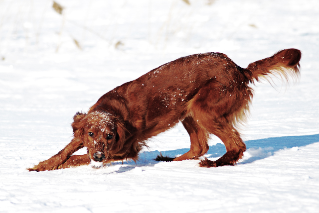 hund_vinter2012_504