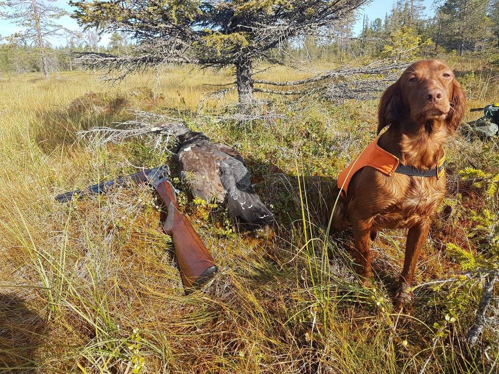 Jippii med första tuppen