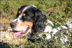 Engelsk setter