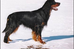 Gordon setter